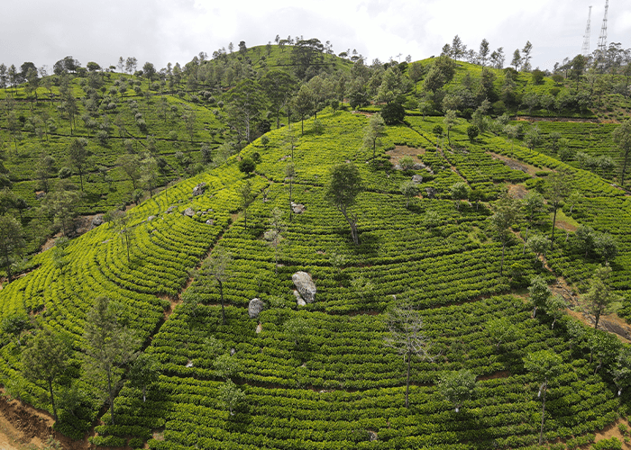 Madulsima Tea Plantation